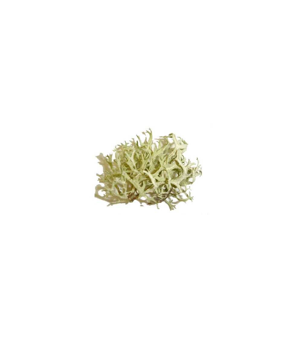 Lichene islandico, Cetraria islandica tallo taglio tisana