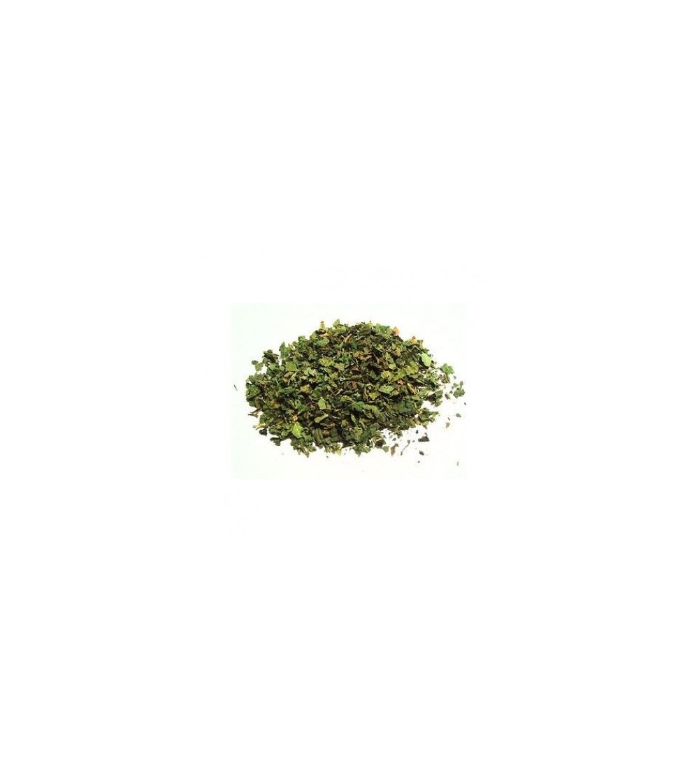 Ortica, Urtica dioica foglie taglio tisana