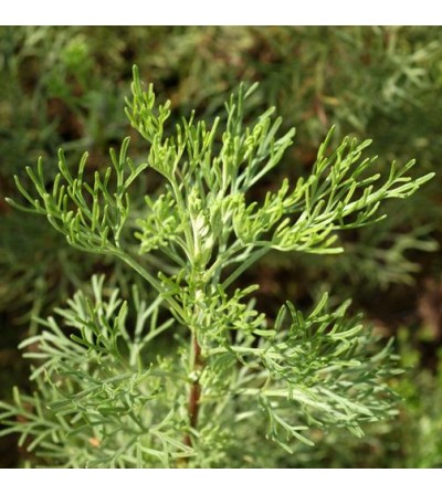 Abrotano, Artemisia abrotanum sommità taglio tisana 500 g