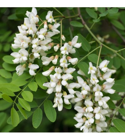 Acacia, Robinia pseudoacacia fiori taglio tisana 500 g