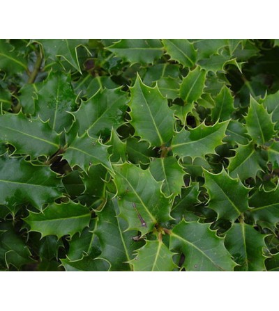 Agrifoglio, Ilex aquifolium foglie taglio tisana 500 g