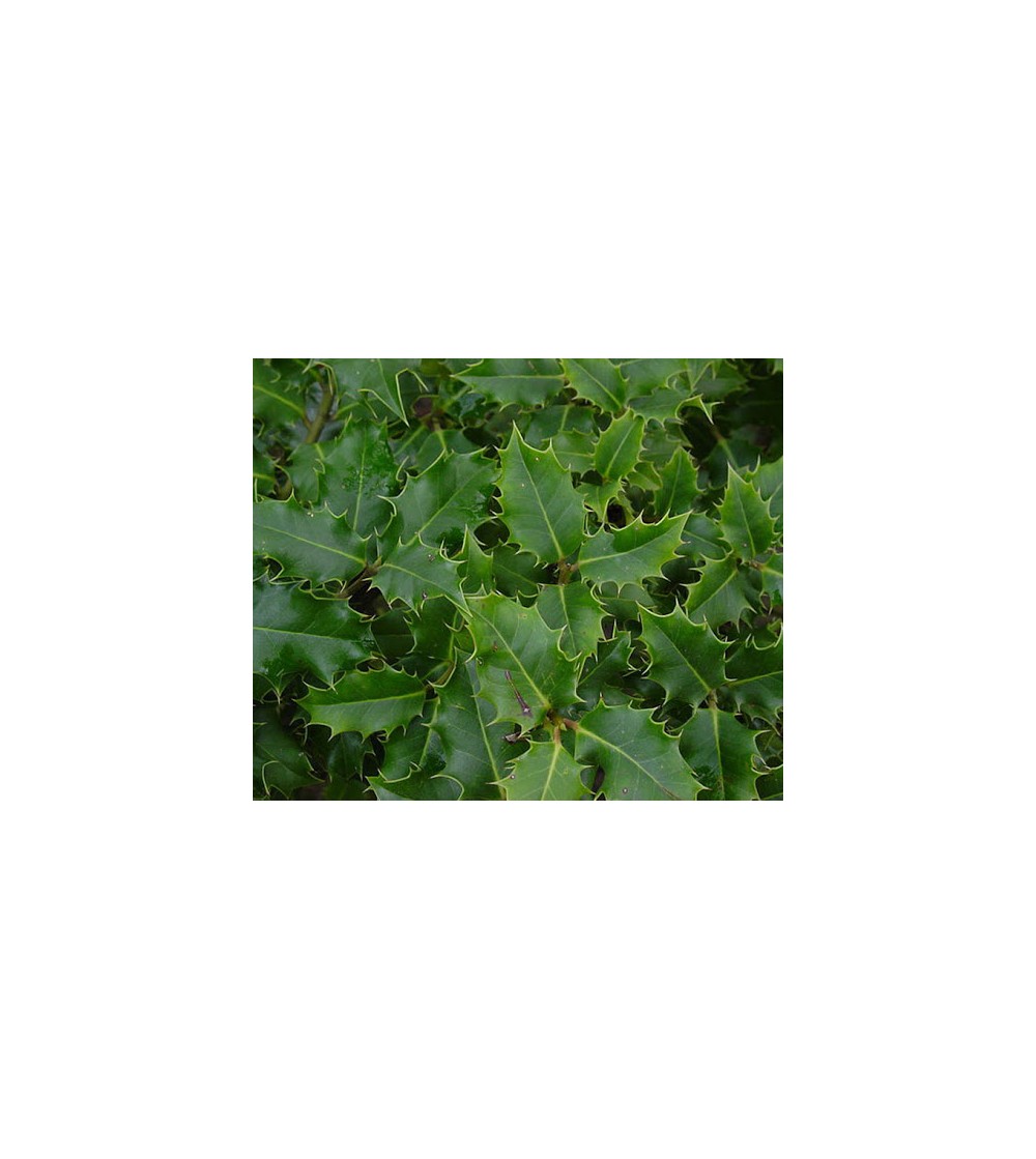 Agrifoglio, Ilex aquifolium foglie taglio tisana 500 g
