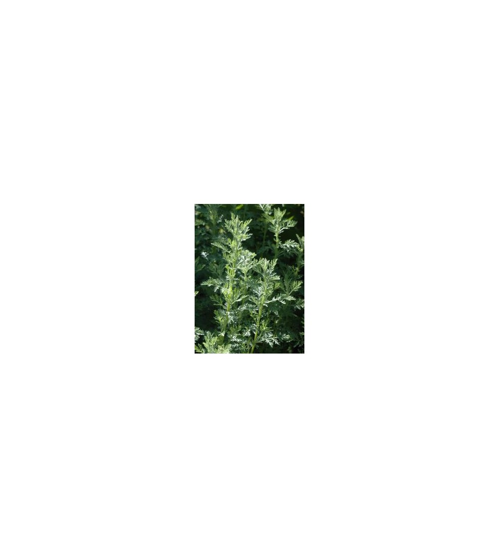 Assenzio gentile, Artemisia pontica L. sommità taglio tisana 500 g