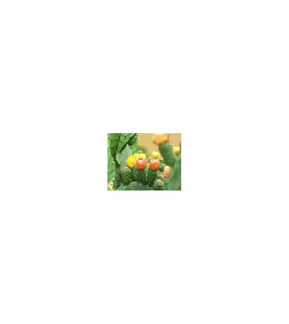 Cactus, Opuntia ficus indica fiori interi (Fichi d'India) 500 g
