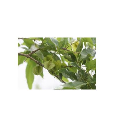 Combretum, Combretum micranthum foglie taglio tisana 500 g