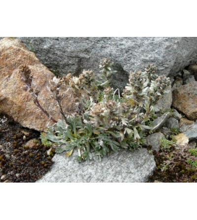 Genipi, Artemisia genipi sommità taglio tisana (Genipi maschio) 500 g