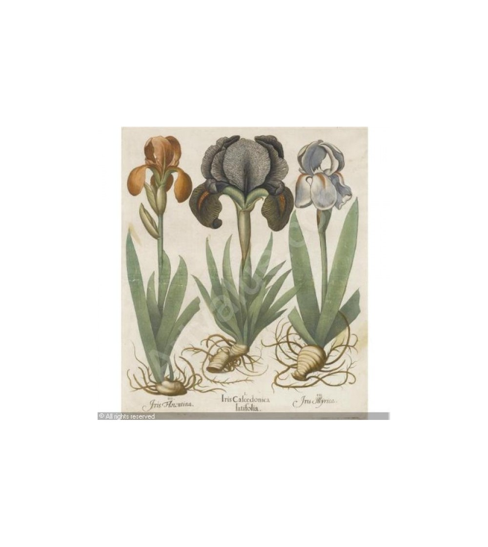 Giaggiolo, Iris germanica rizoma intero 500 grammi