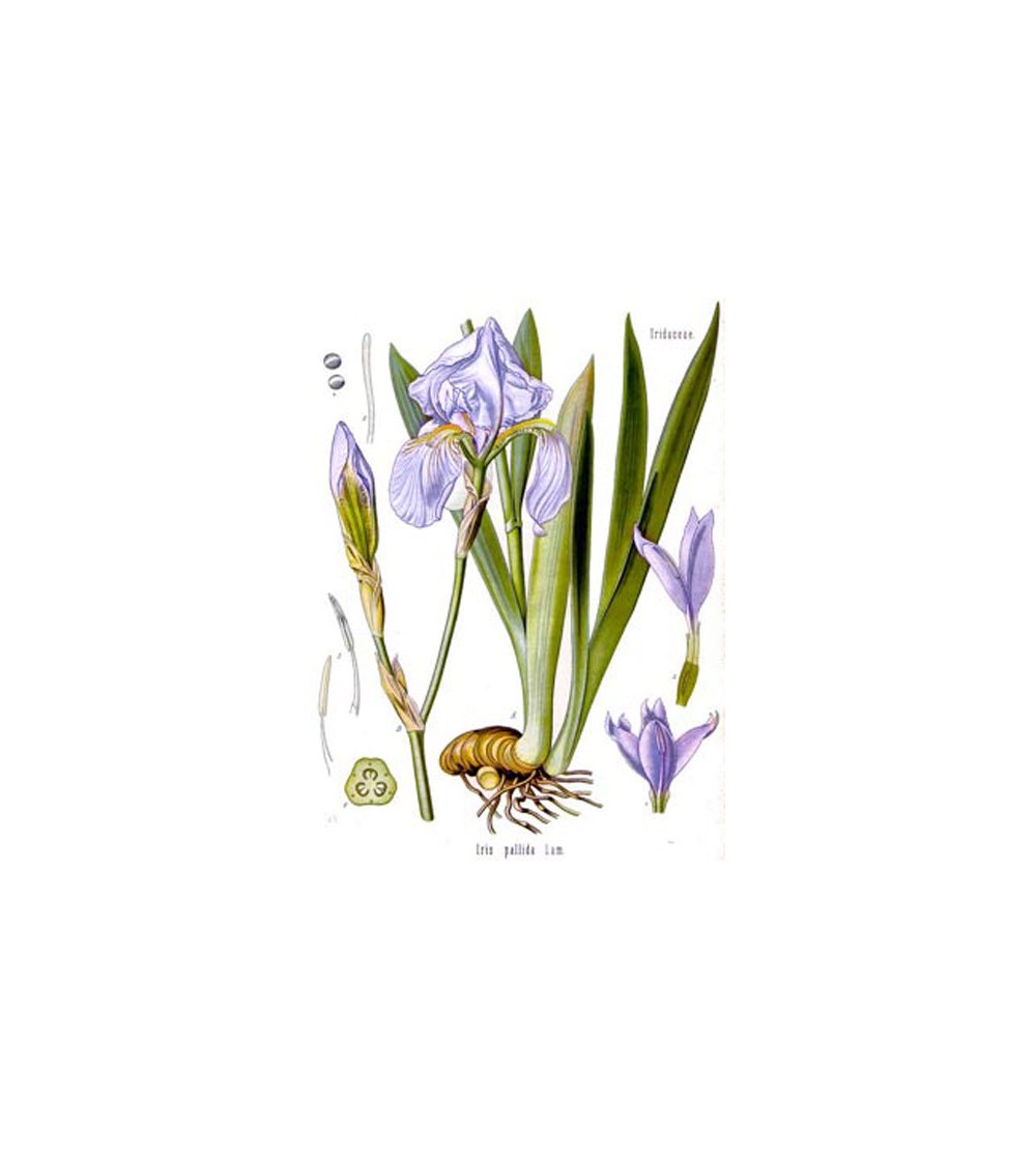 Giaggiolo, Iris germanica rizoma taglio tisana 500 g