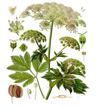 Imperatoria, Peucedanum ostruthium rizoma taglio tisana